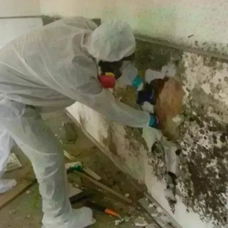 Mold Remediation and Removal in Towns County, GA